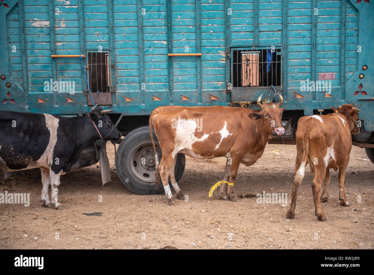 Vieh außerhalb eines Staplers Guelmim, Guelmim Provinz, Marokko. Stockfoto