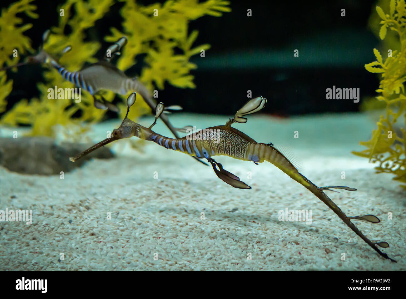 Eine schöne Seadragon, Unterwasser wildlife Stockfoto