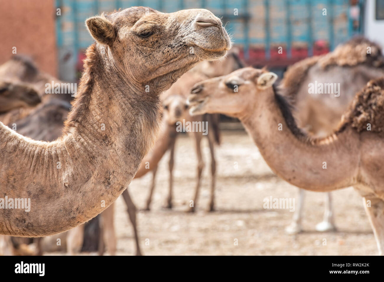 Dromedar Kamel (CAMELUS) für Verkauf an den Guelmim Kamelmarkt, Guelmim, Guelmim Provinz, Marokko. Stockfoto