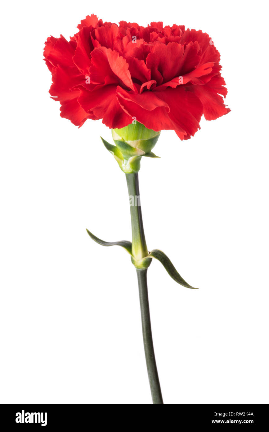 Nelken Blume Stockfotos Und Bilder Kaufen Alamy