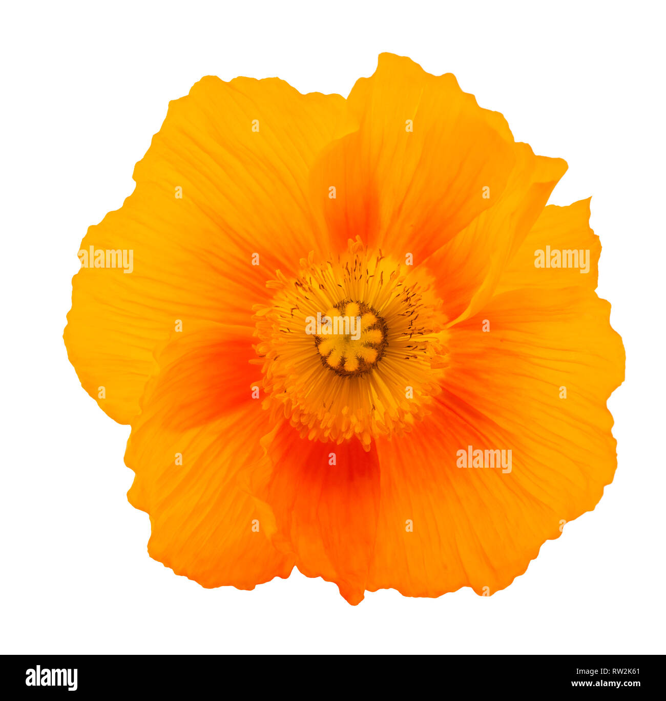 Orange poppy flower auf weißem Hintergrund Stockfoto