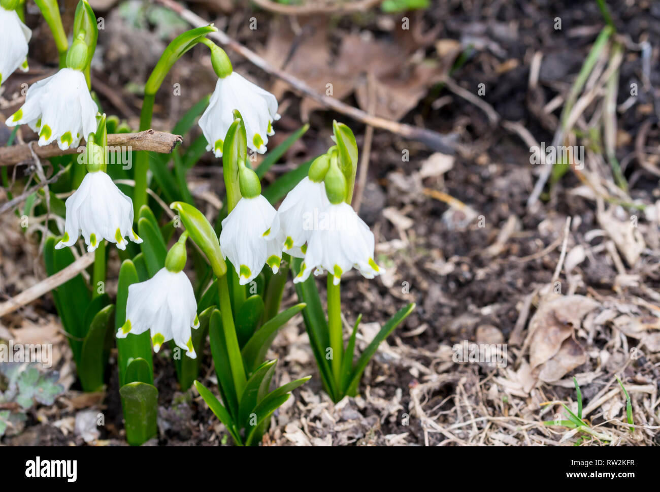 Schneeglöckchen im Wald. Frühling Natur Zusammensetzung, Galanthis im frühen Frühjahr Stockfoto
