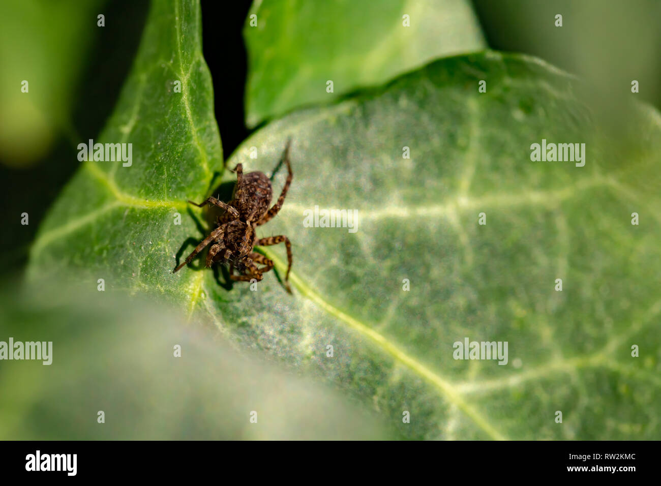 Kreative Makro Foto von off-center Beschmutzt wolf spider (Pardosa amentata) auf Ivy leaf. Stockfoto