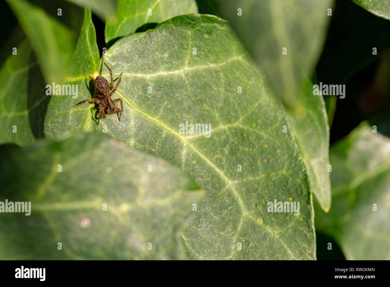 Kreative Makro Foto von off-center Beschmutzt wolf spider (Pardosa amentata) auf Ivy leaf. Stockfoto