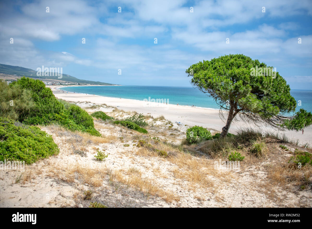 Pflanzenwelt entlang der Dünen, Tarifa, Cádiz, Andalusien, Spanien Stockfoto