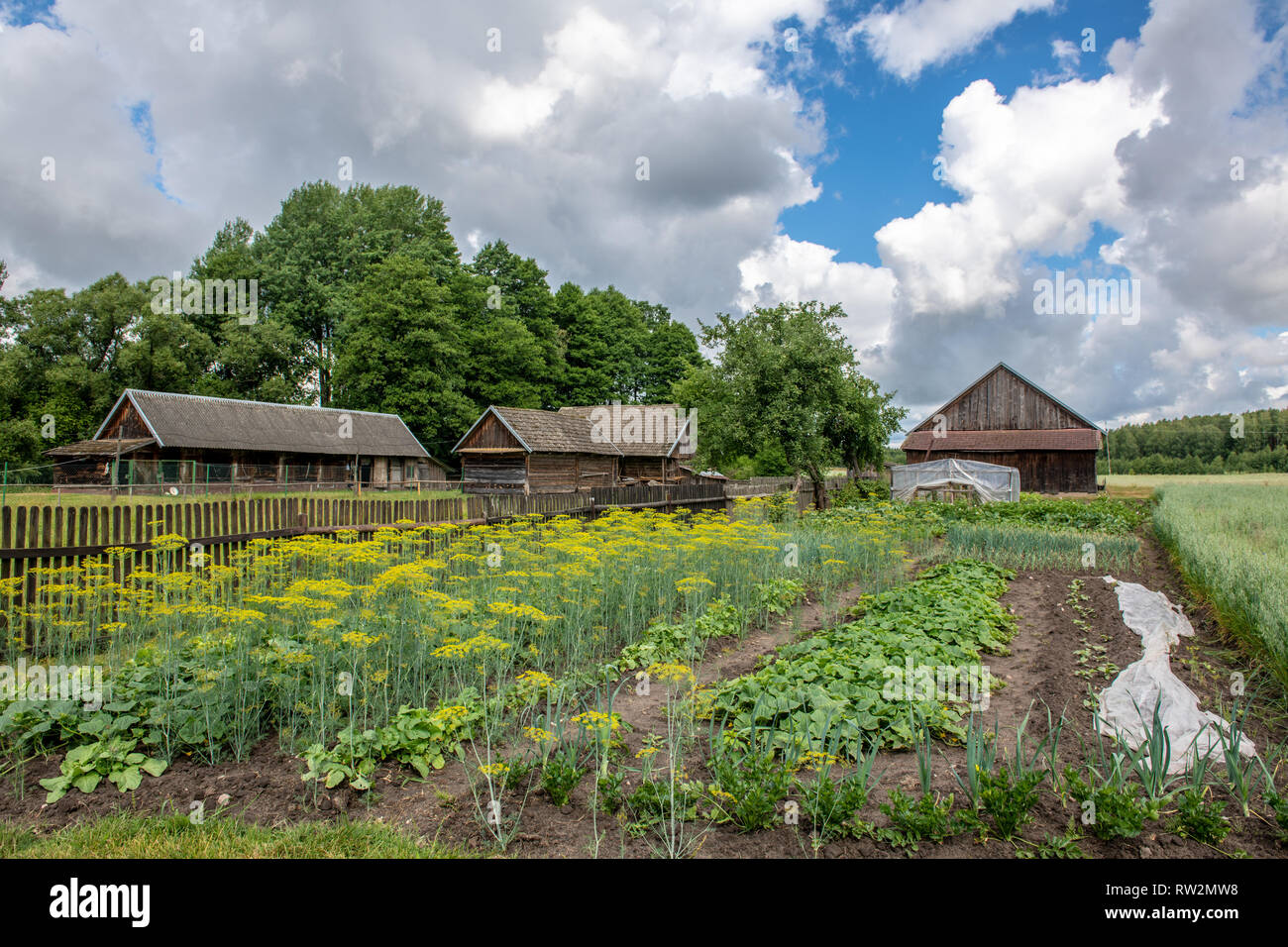 Ackerland mit hölzernen Scheune bei bewölktem Himmel, Puchly Polen - Stockfoto