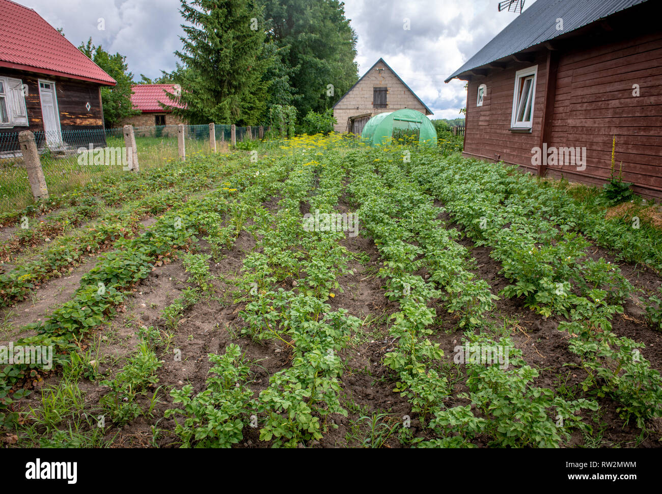 Gemüsegarten wachsen Kartoffeln und andere Feldfrüchte neben Stil Haus in Trześcianka das "Land der offenen Rollläden', Polen, Stockfoto