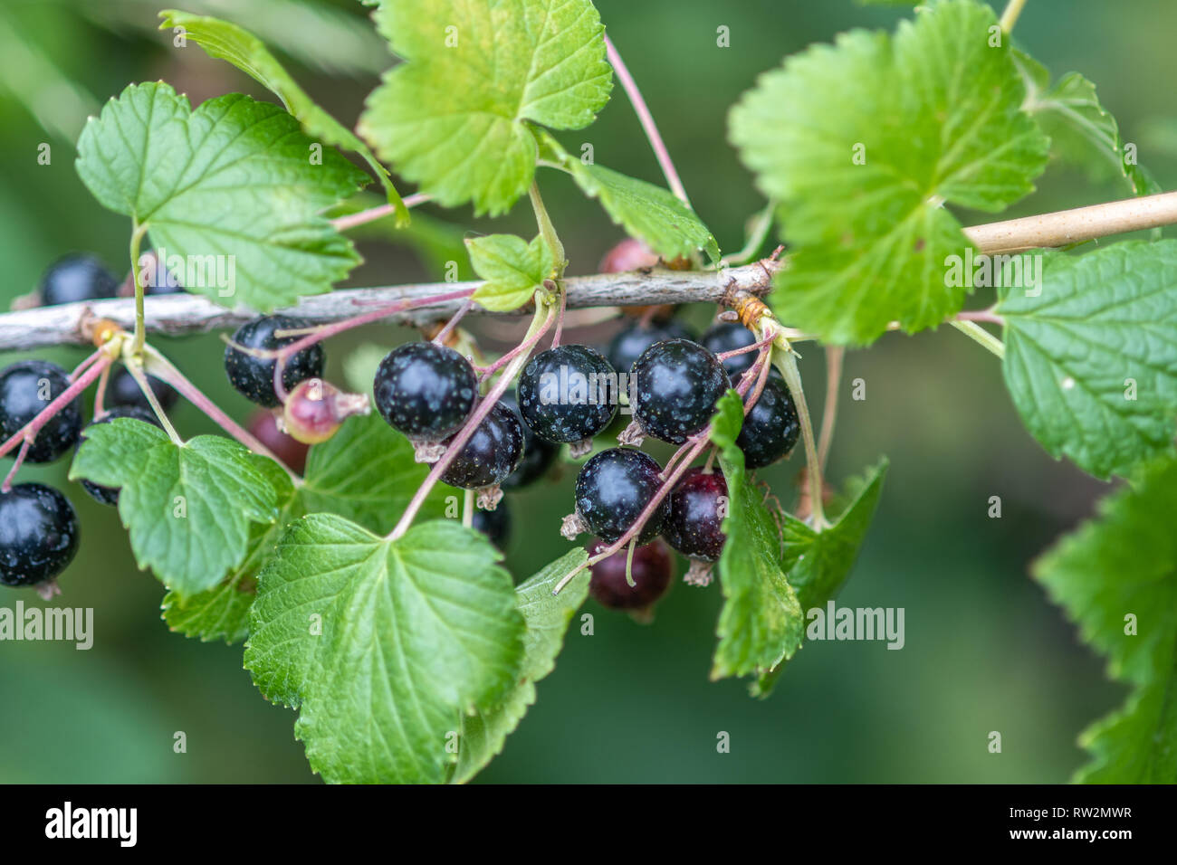 Schwarze Johannisbeeren (Ribes nigrum) wächst auf einem Weinstock, Bialystok, Polen Stockfoto