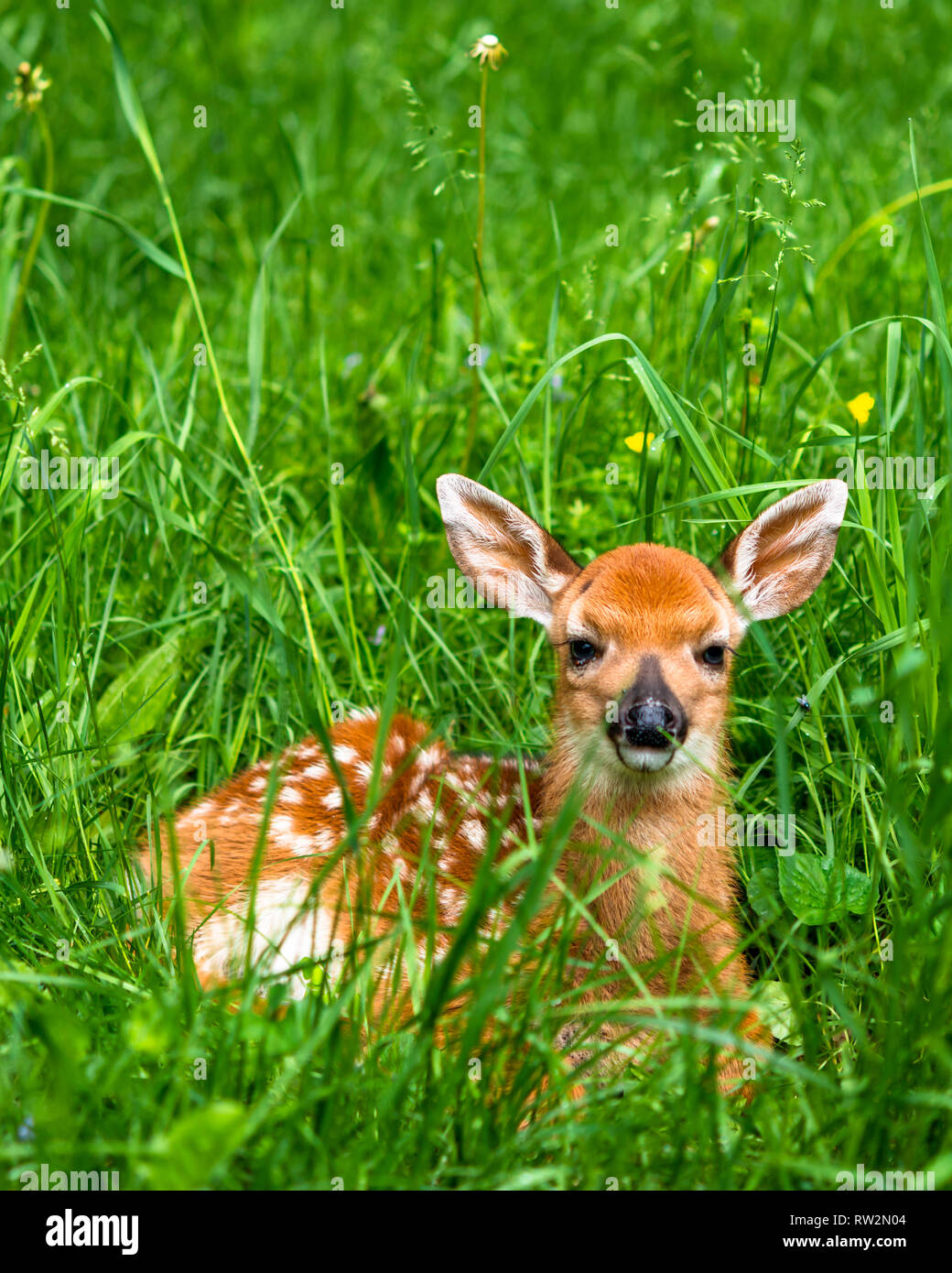Baby whitetail Hirsche fawn Stockfoto
