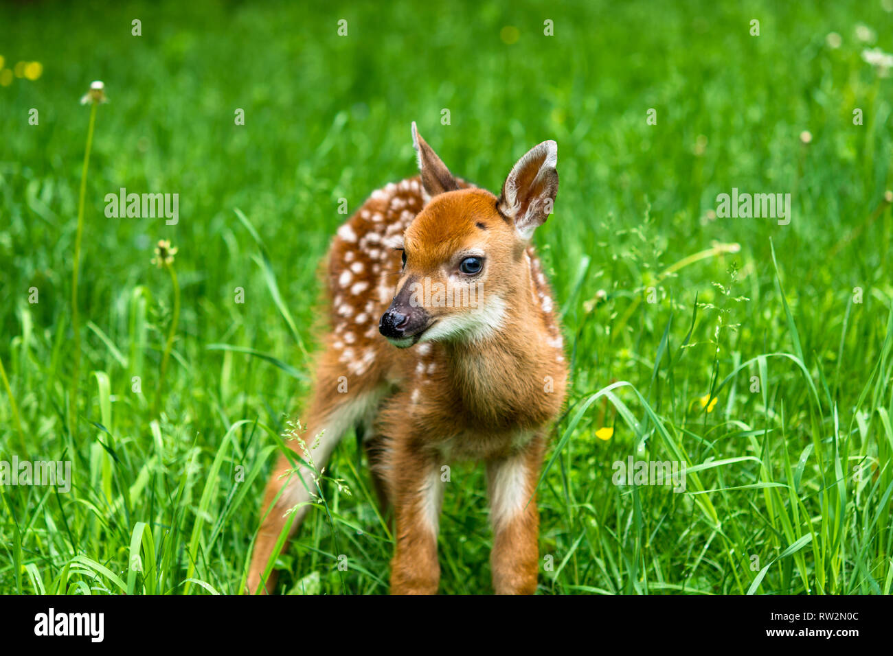 Baby whitetail Hirsche fawn Stockfoto
