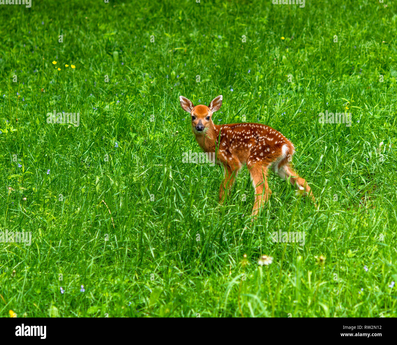 Baby whitetail Hirsche fawn Stockfoto