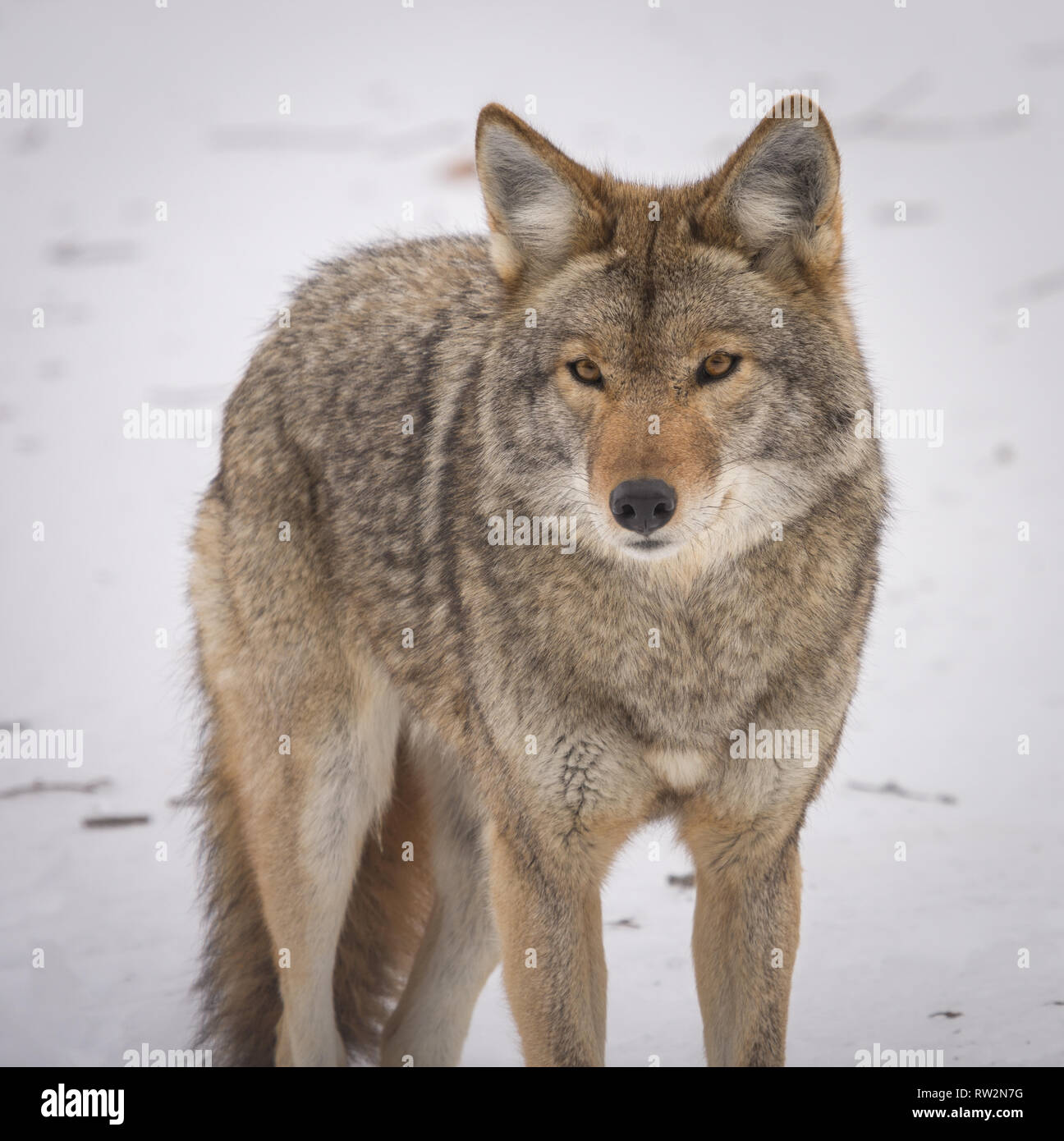 Coyote in die Kamera schaut im Winter Stockfoto