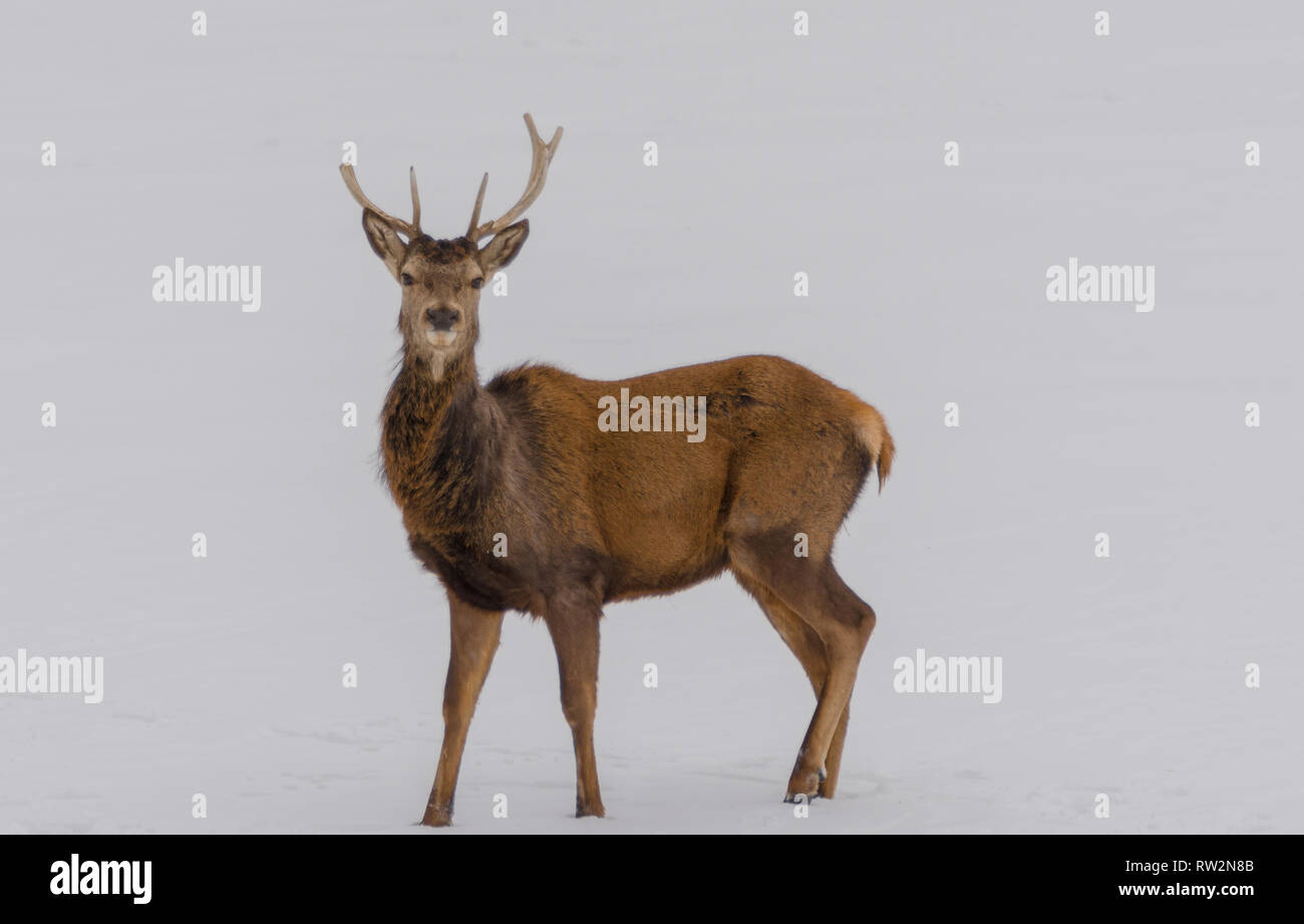 Ein König mit einem gebrochenen Krone Stockfoto