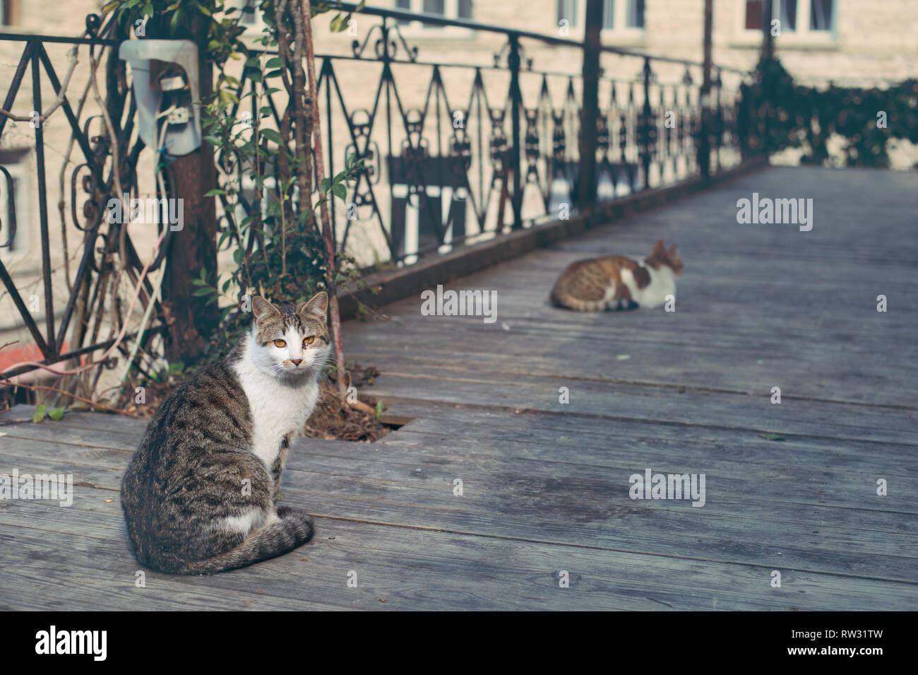 Eine Katze in der Altstadt. Stockfoto