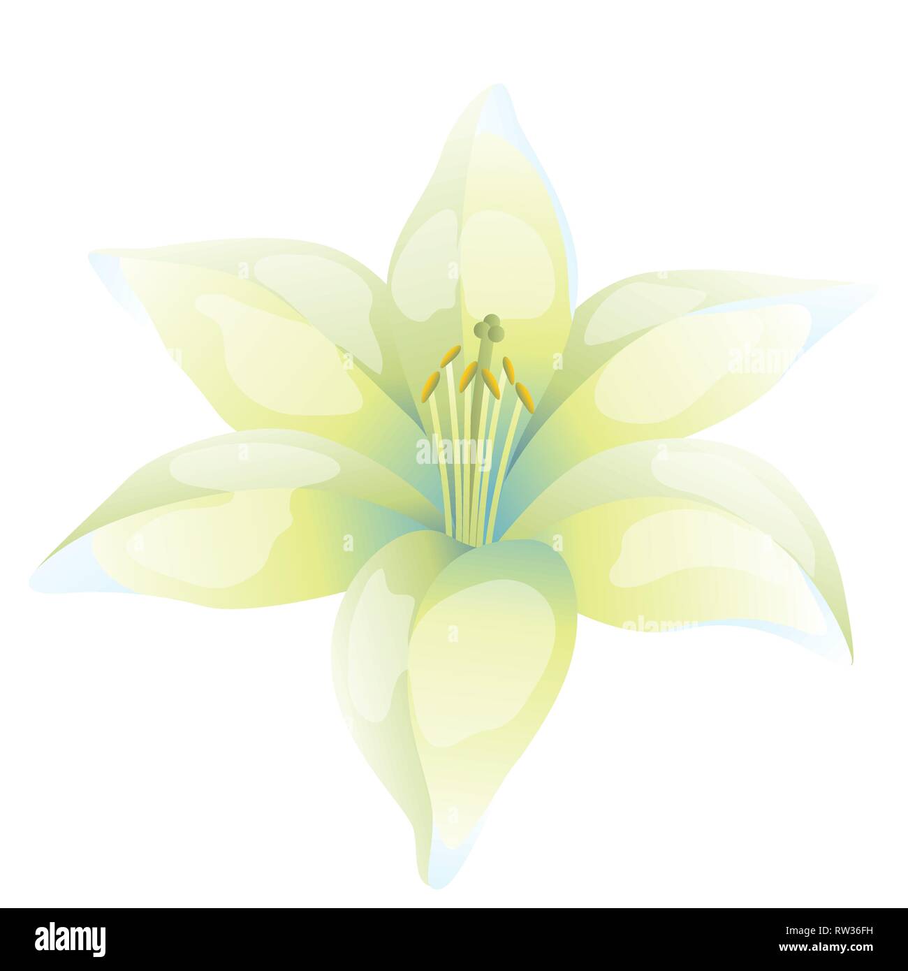 Abbildung: schöne Lilie auf weißem Hintergrund Stock Vektor