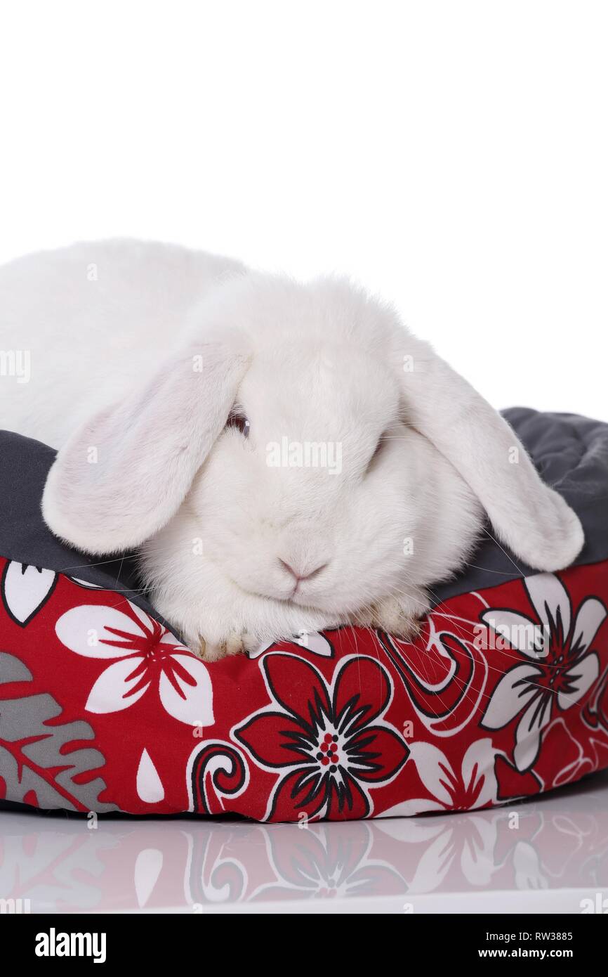Mini Lop Stockfoto