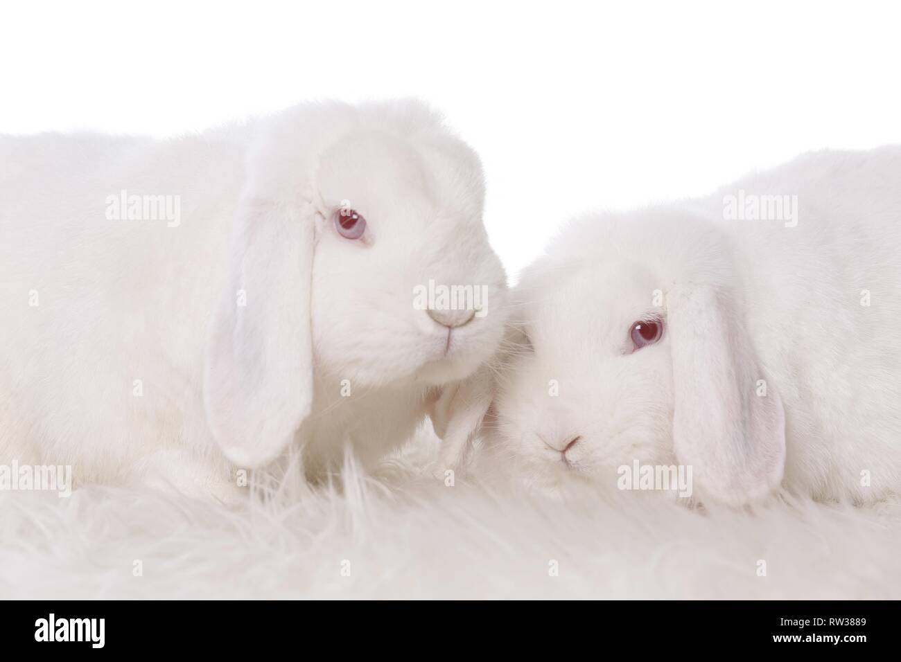 Mini Lop Stockfoto