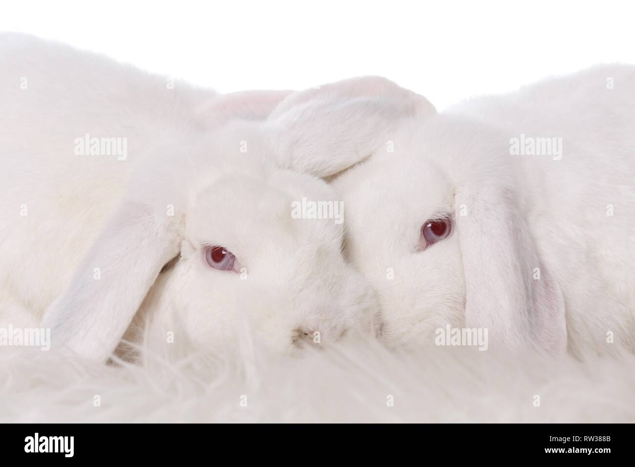 Mini Lop Stockfoto