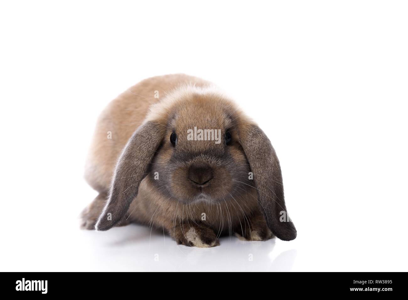 Mini Lop Stockfoto