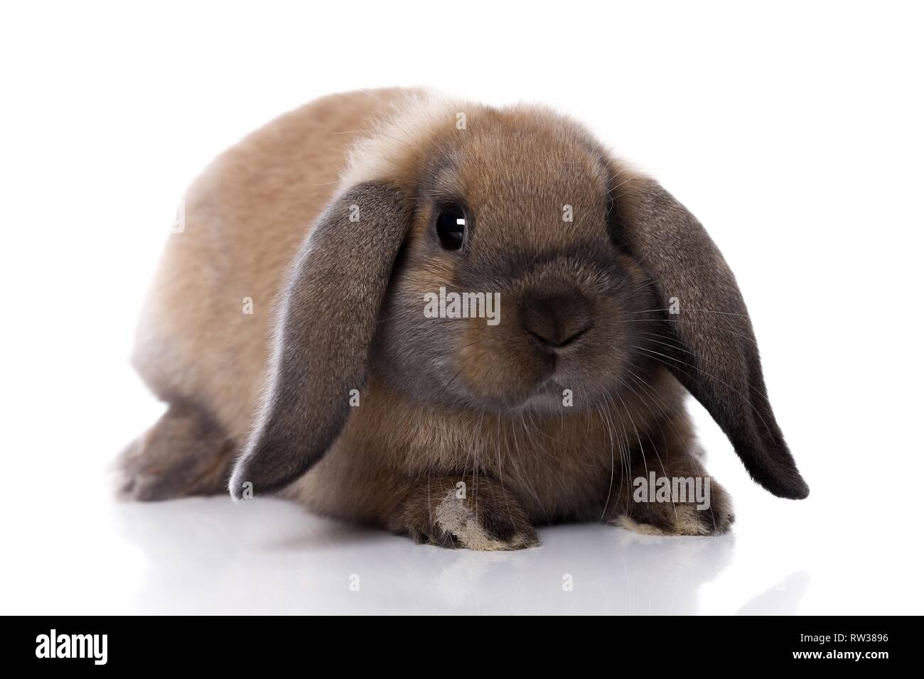 Mini Lop Stockfoto