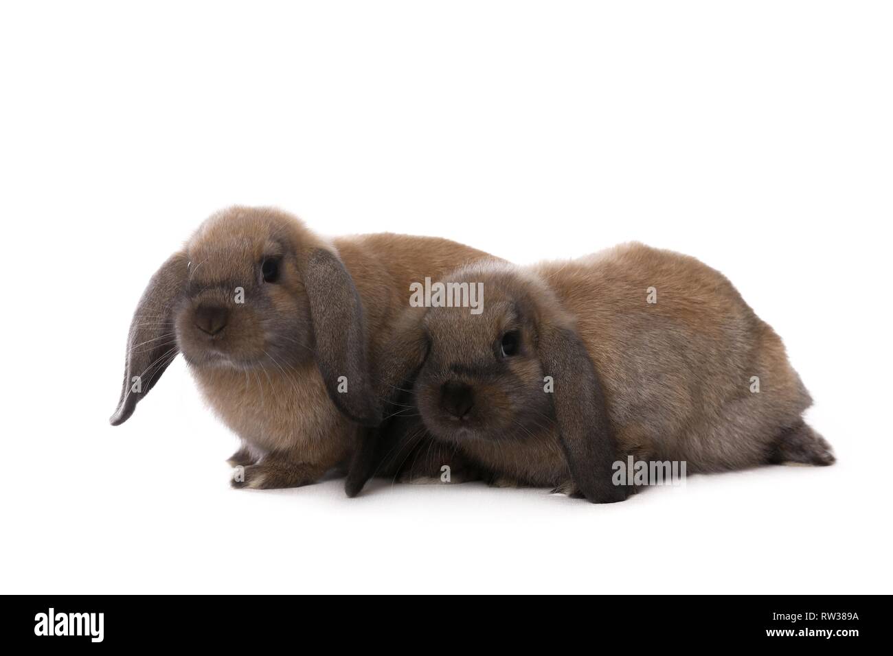 Mini Lop Stockfoto