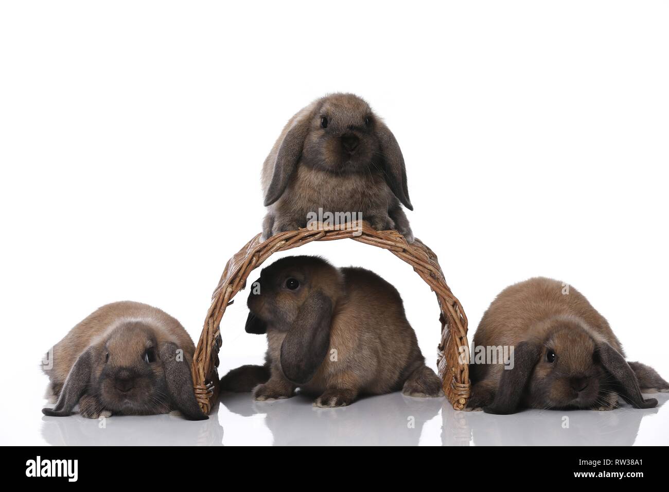 Mini Lop Stockfoto