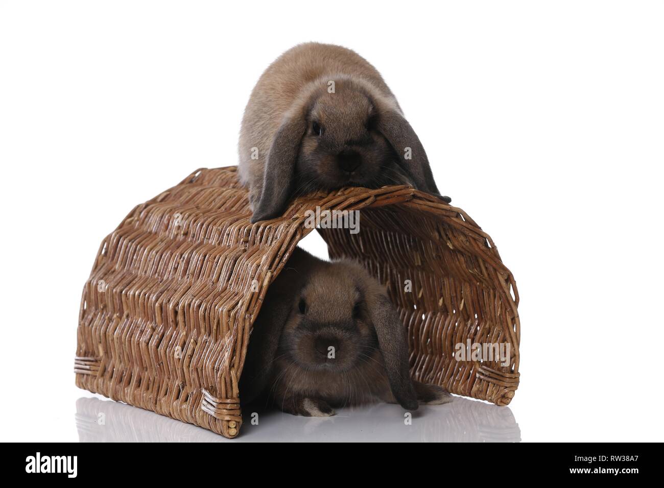 Mini Lop Stockfoto
