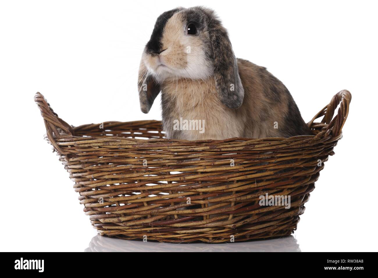 Mini Lop Stockfoto