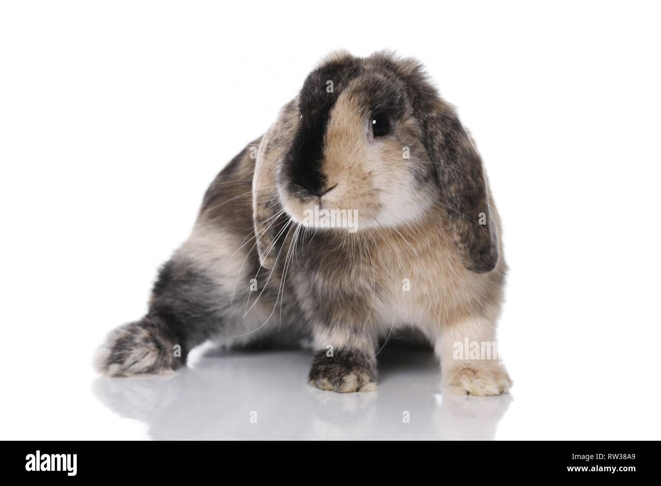 Mini Lop Stockfoto