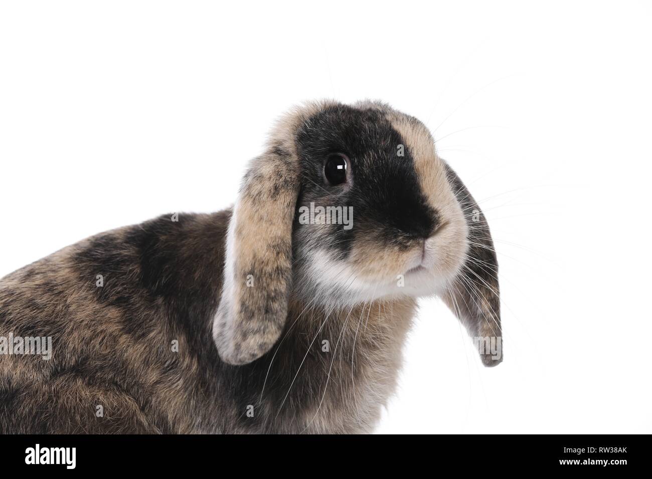 Mini Lop Stockfoto