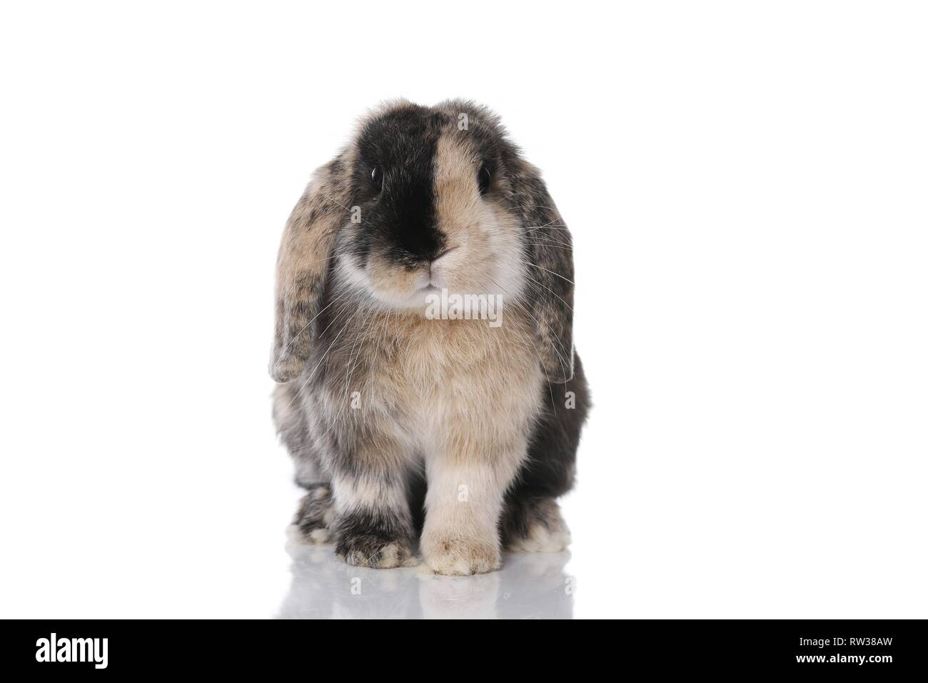 Mini Lop Stockfoto