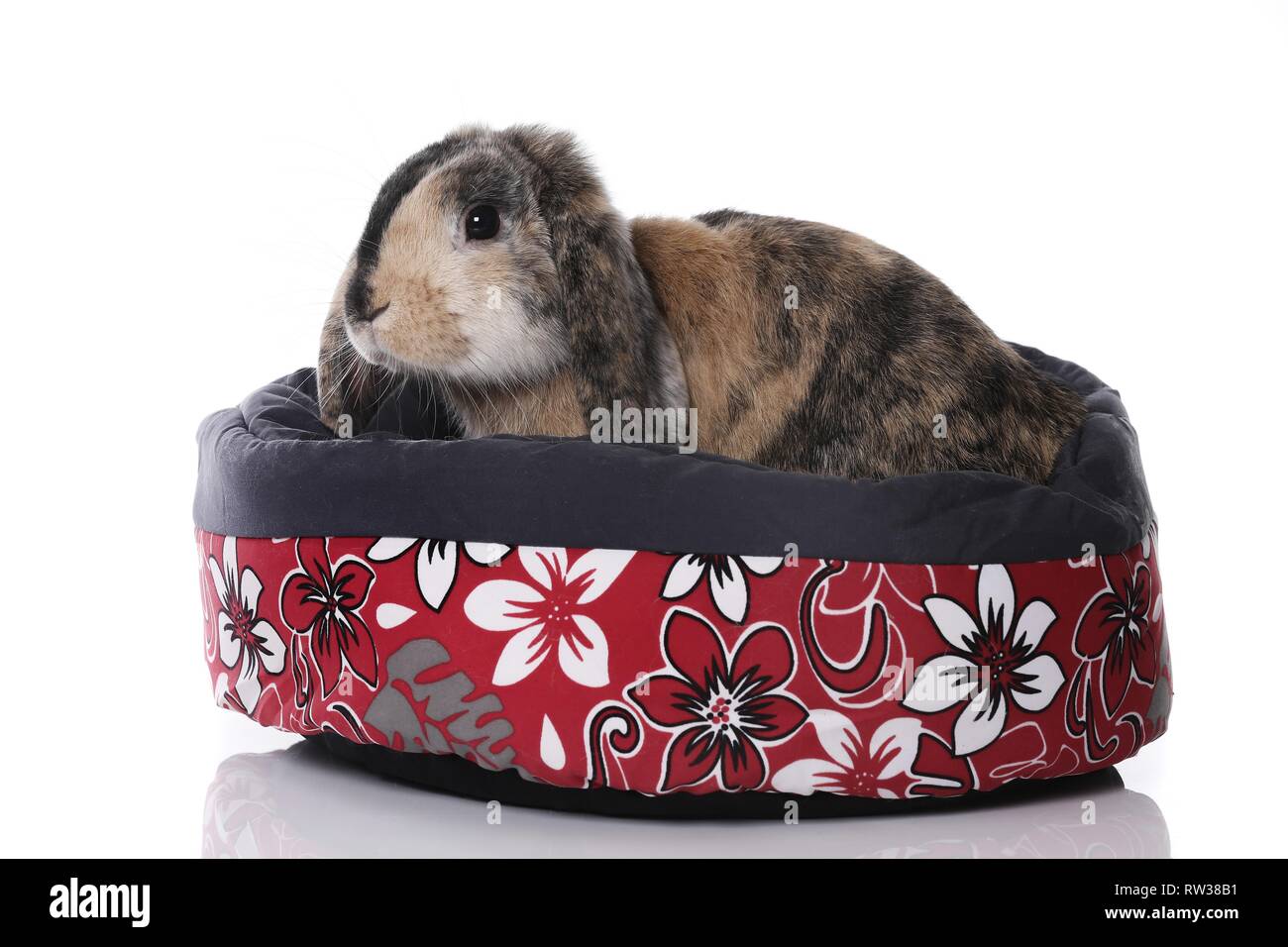 Mini Lop Stockfoto
