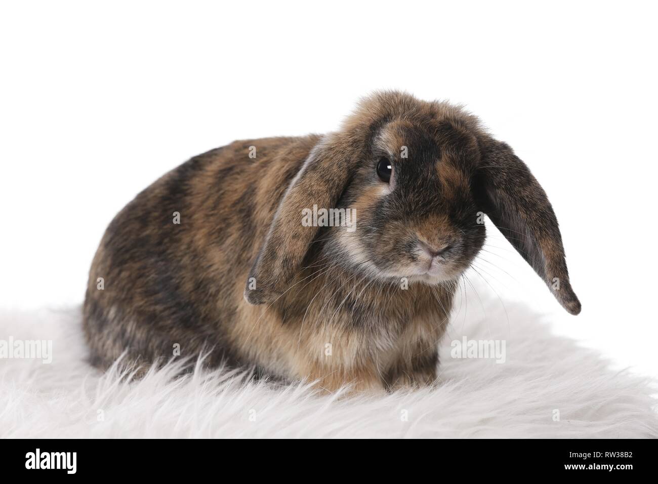Mini Lop Stockfoto