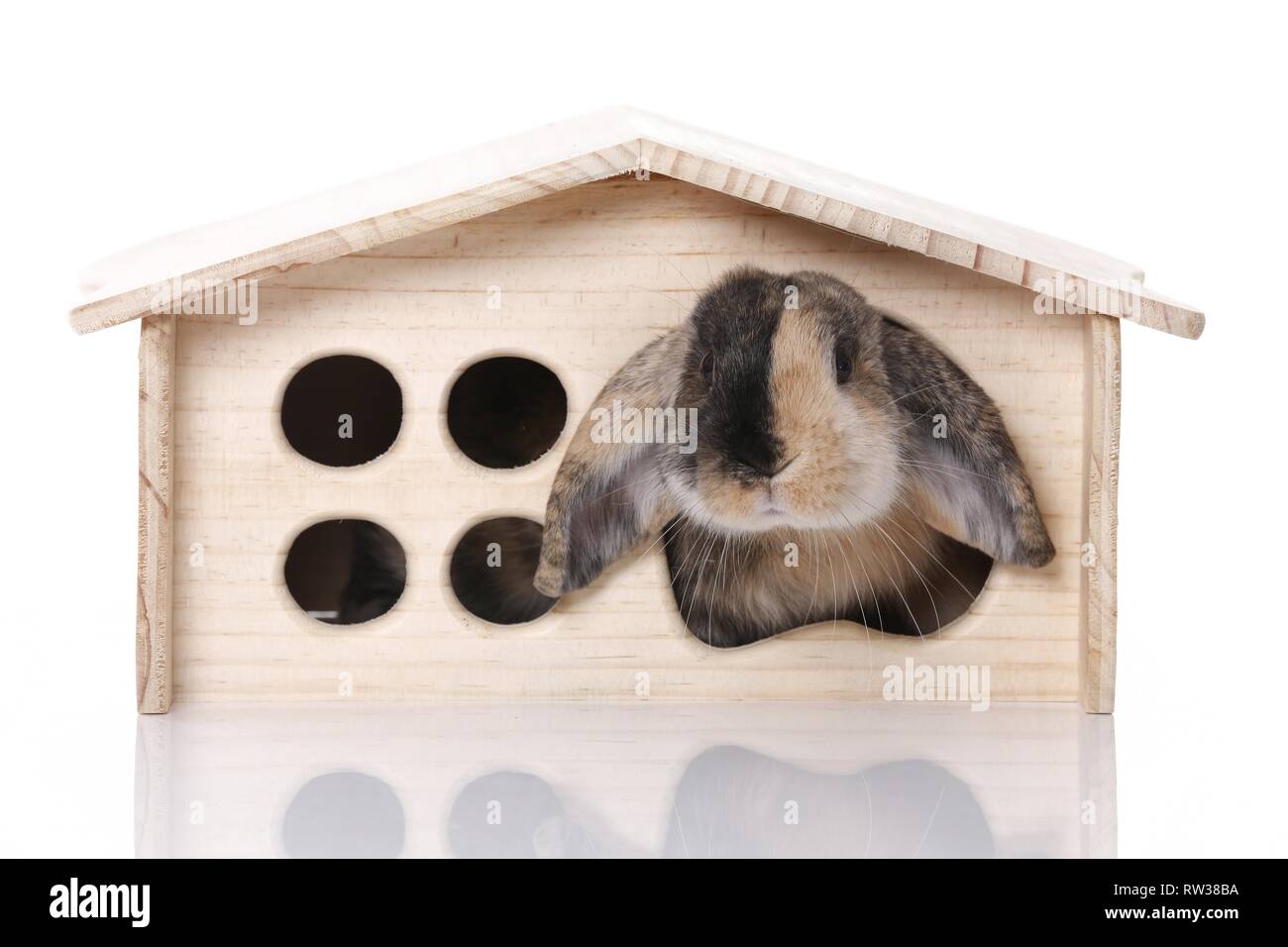 Mini Lop Stockfoto