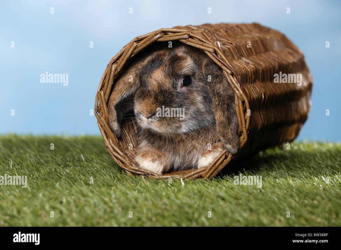 Mini Lop Stockfoto