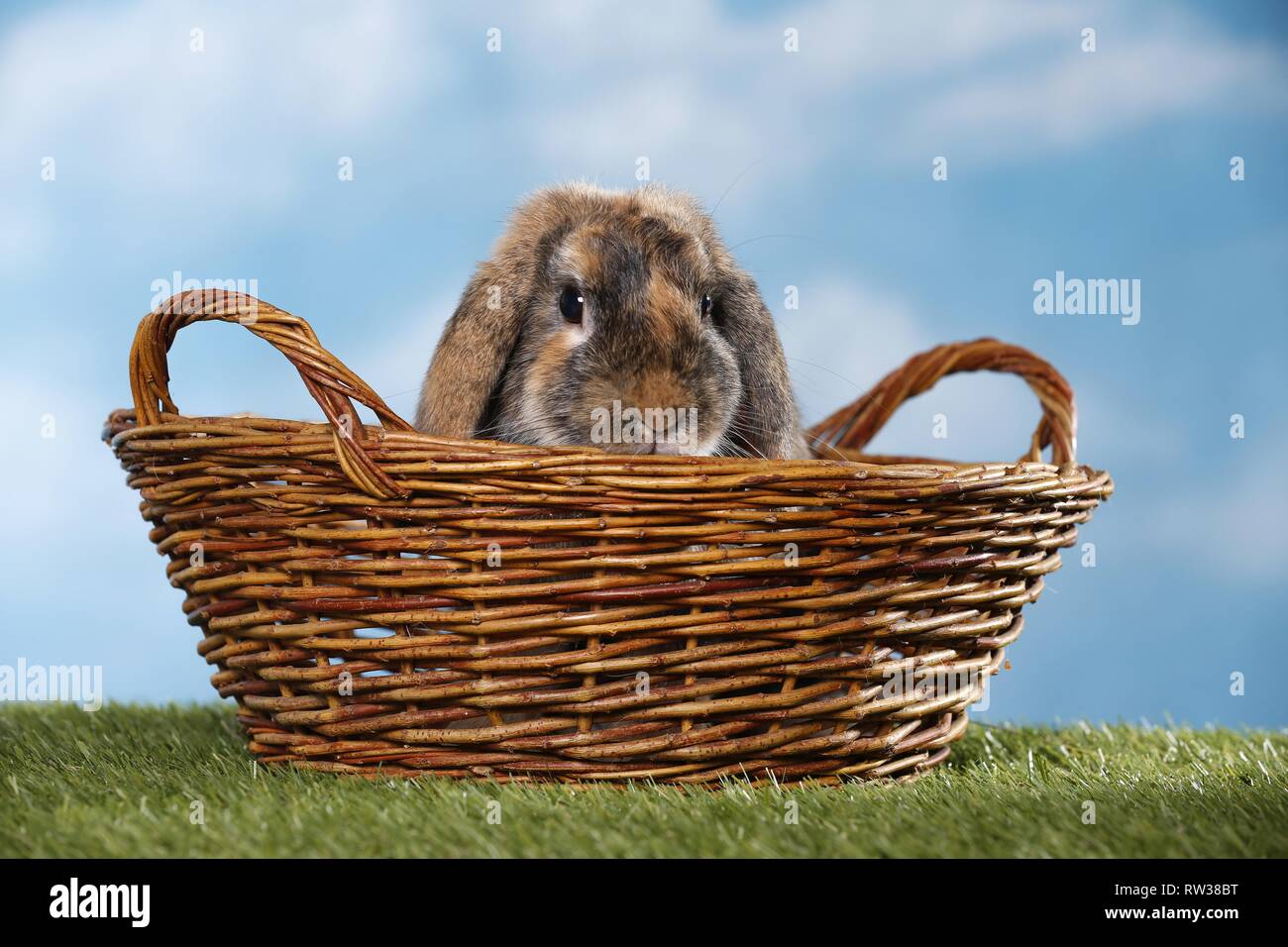 Mini Lop Stockfoto
