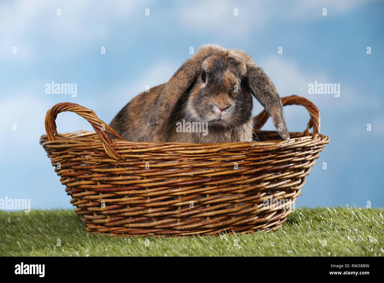 Mini Lop Stockfoto