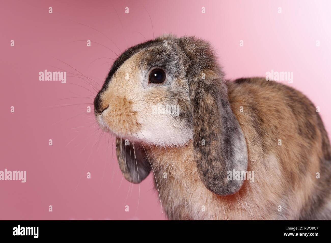 Mini Lop Stockfoto