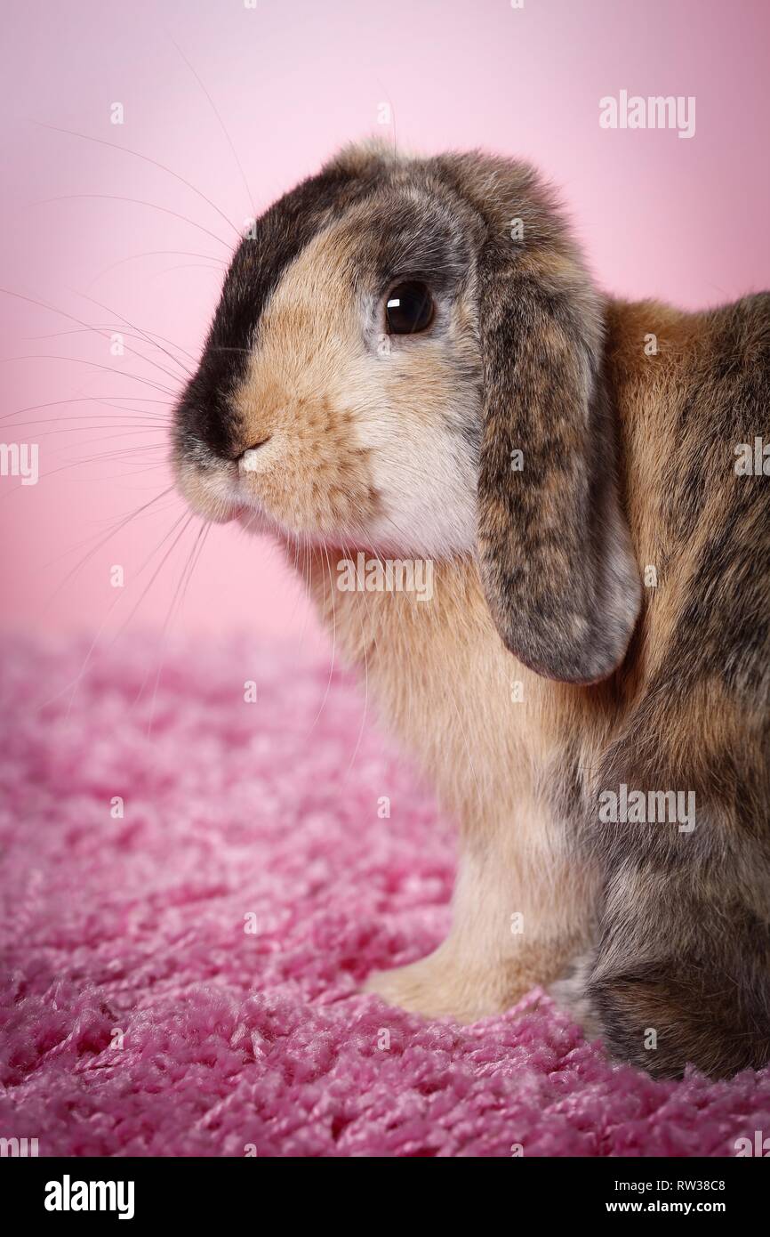 Mini Lop Stockfoto