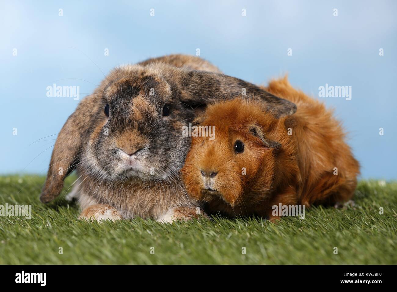 Kaninchen und Meerschweinchen Stockfoto