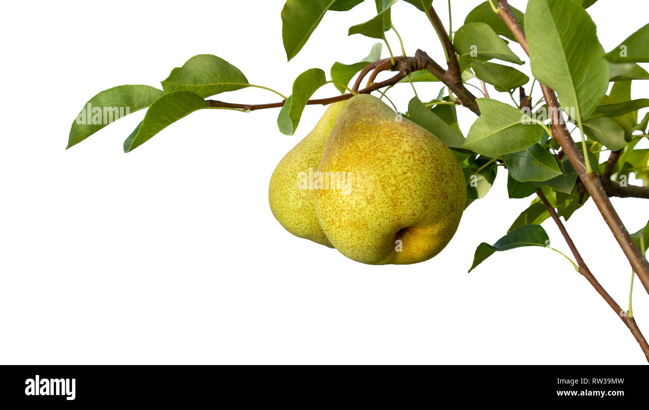 Auf weissem Hintergrund birne Zweig mit Früchten isolieren und Blätter in der Nähe - bis Makro. Platz kopieren Stockfoto