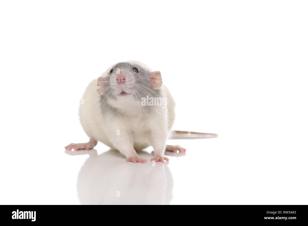 Weiße dumbo ratten -Fotos und -Bildmaterial in hoher Auflösung – Alamy