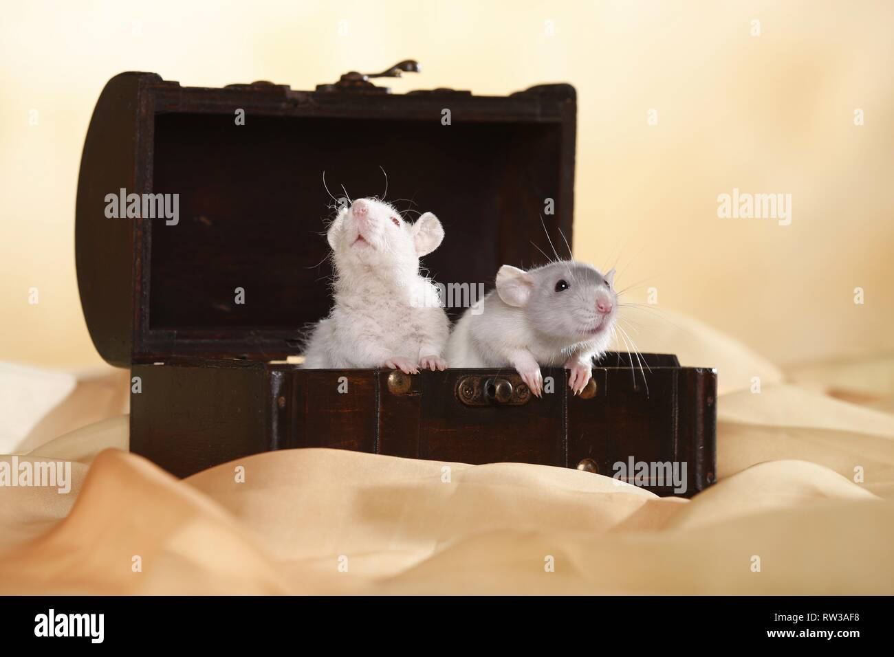 2 Ratten Stockfoto