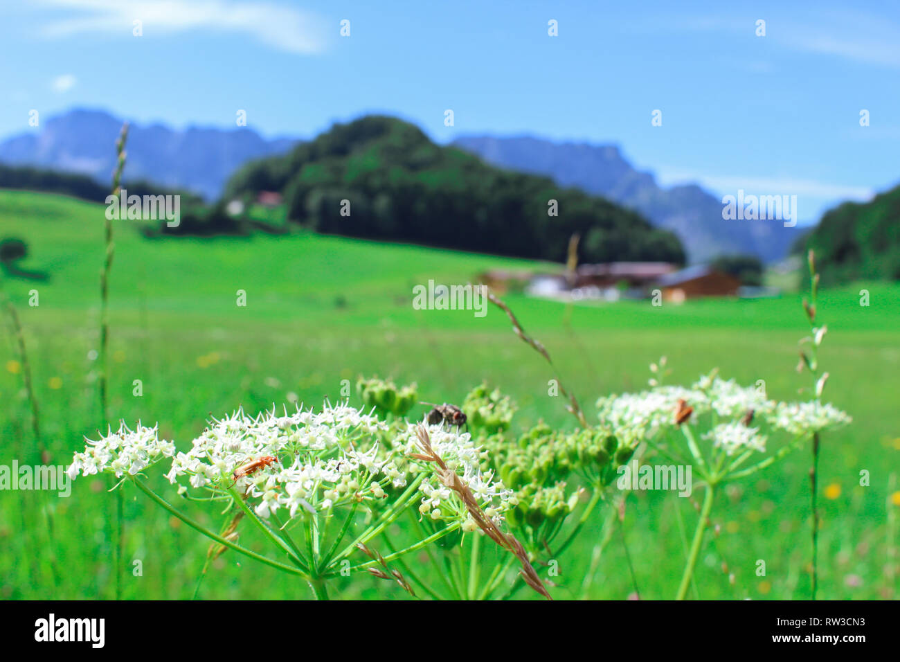 Blumen und die Alpen im Hintergrund Stockfoto