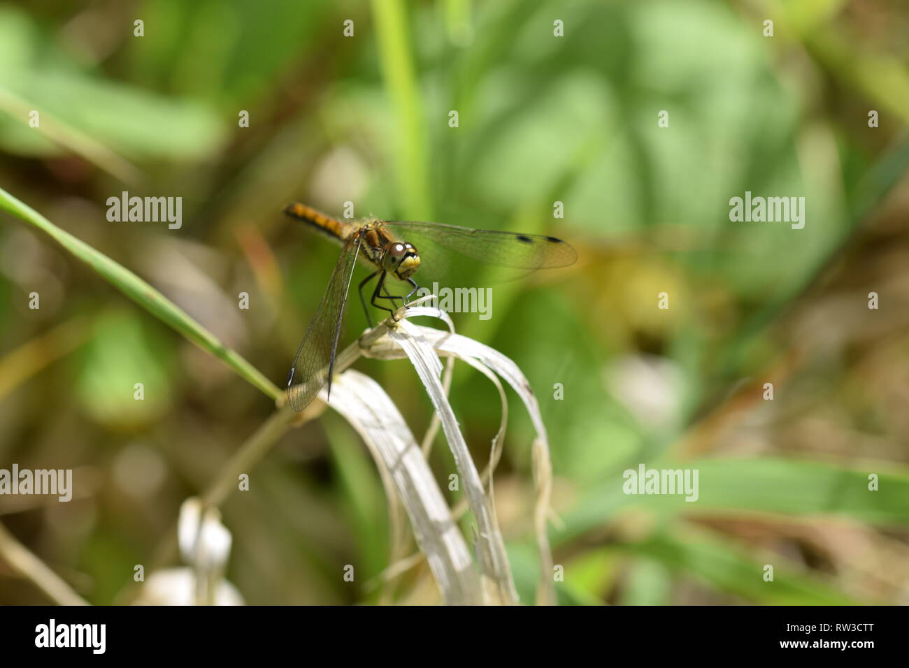 Makro Common darter Dragonfly Augen öffnen Stockfoto