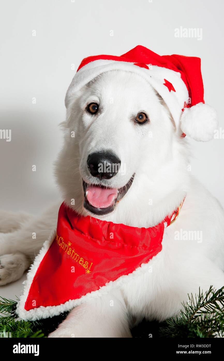 Berger Blanc Suisse mit Weihnachtsmütze Stockfoto
