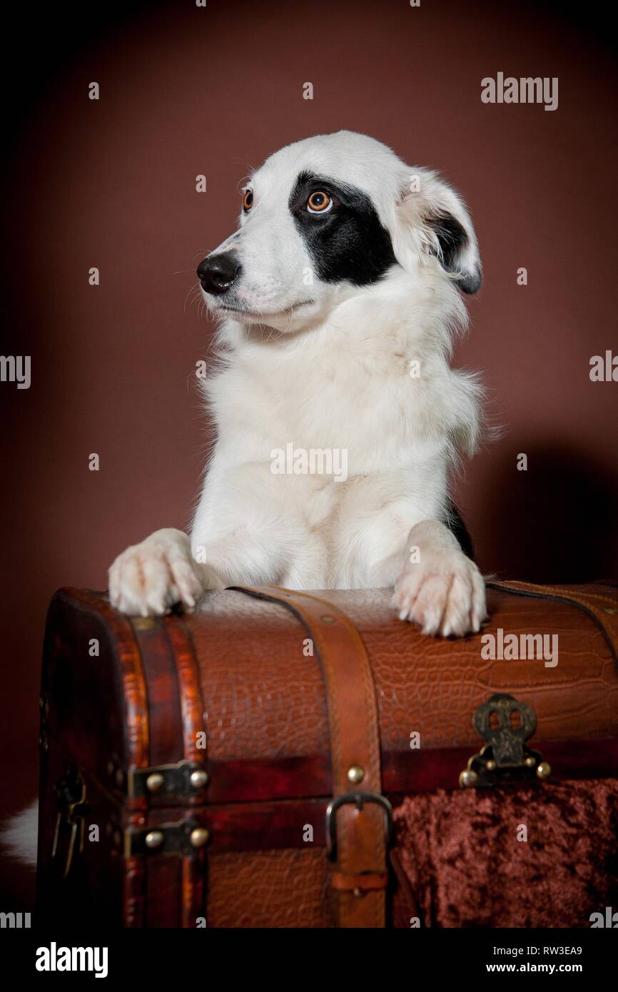 Border Collie Stockfoto
