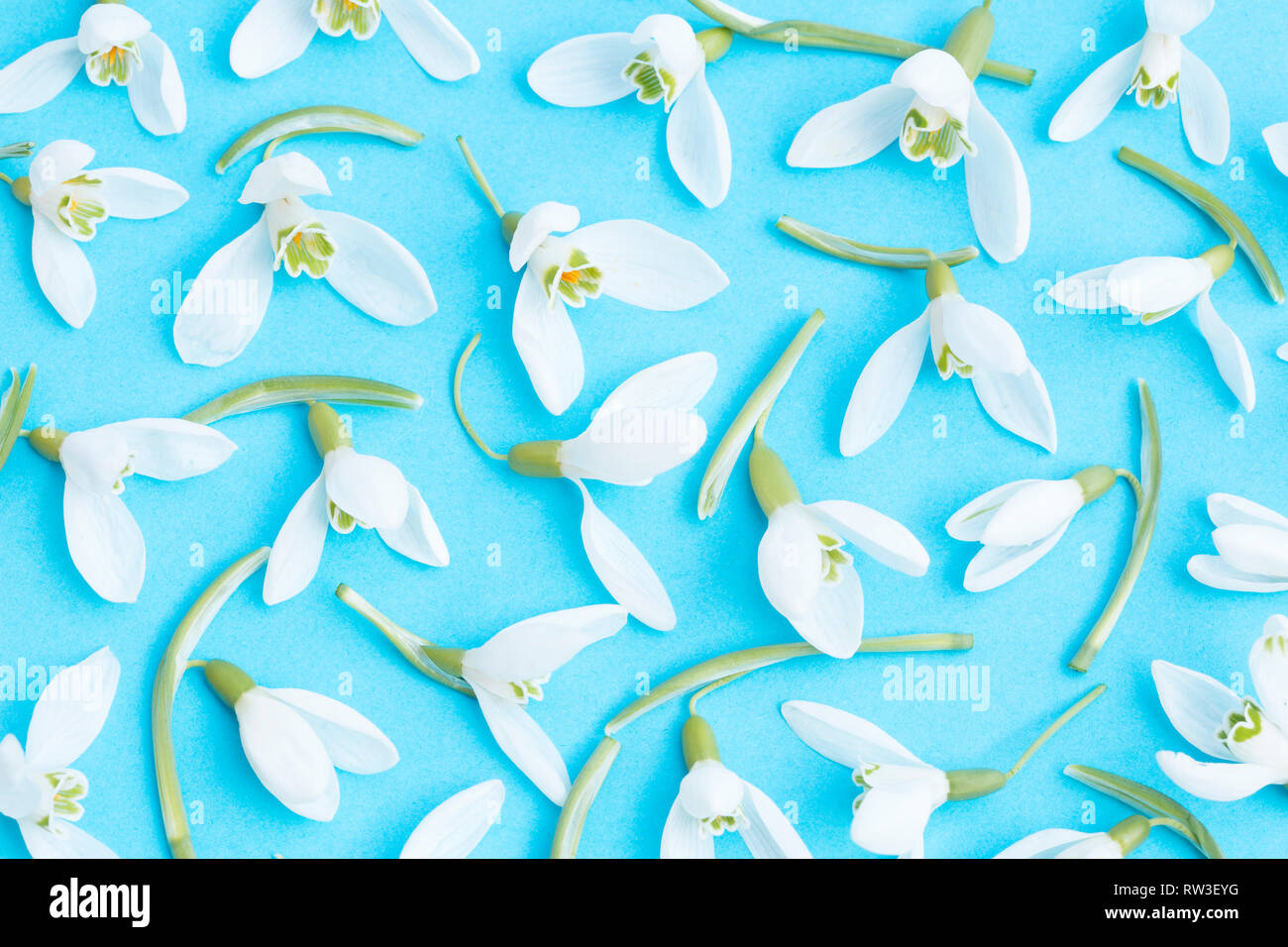 Weißen Schneeglöckchen auf blauem Hintergrund Stockfoto