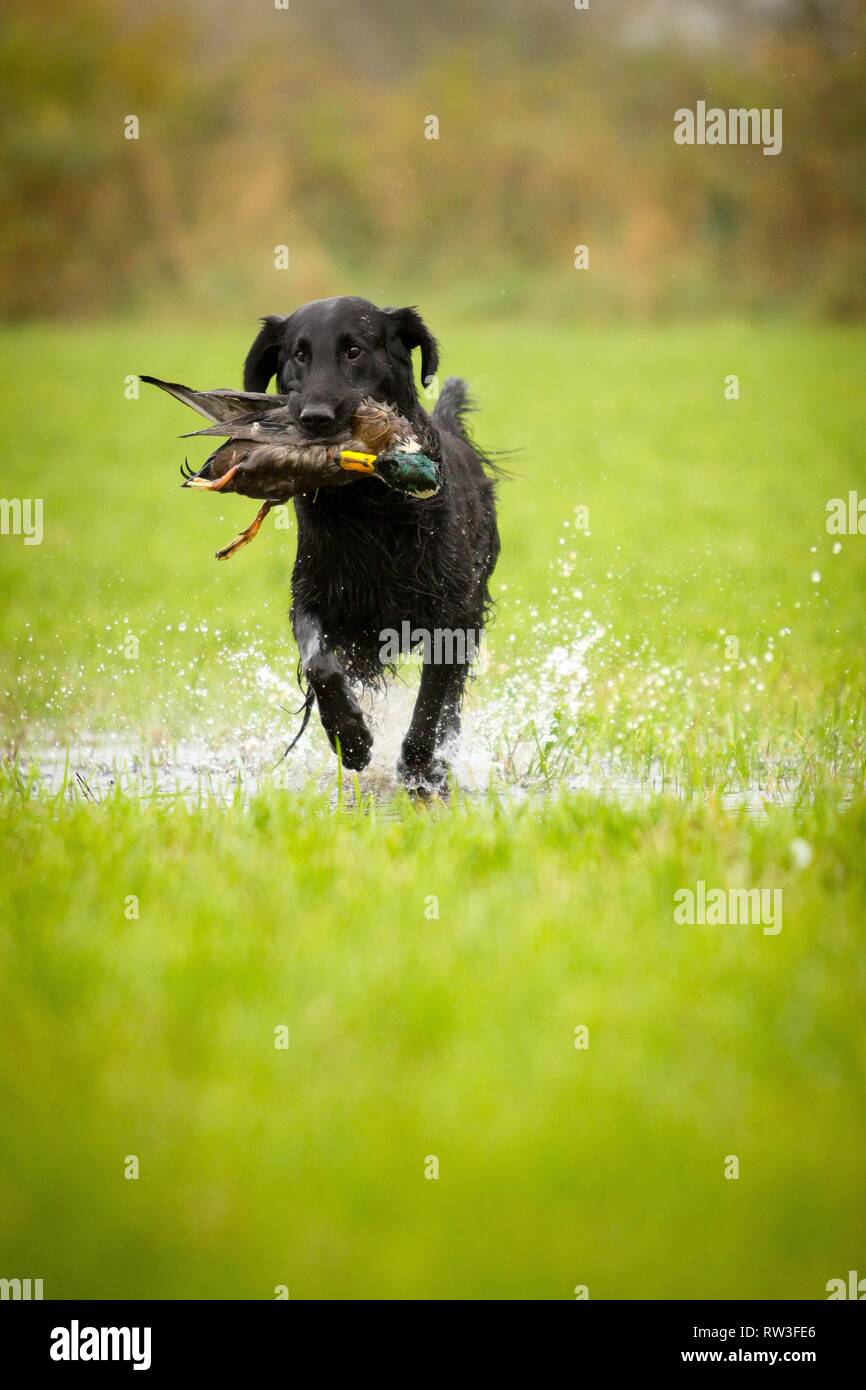 Flat Coated Retriever auf Entenjagd Stockfoto