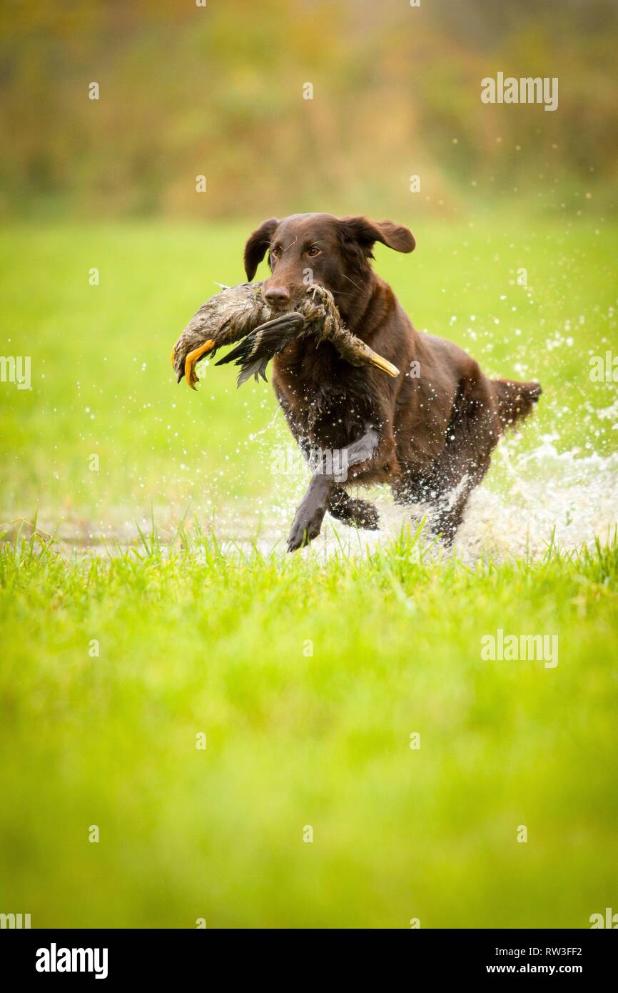 Flat Coated Retriever auf Entenjagd Stockfoto